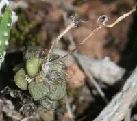 Anacampseros retusa (Anacampseros retusa) plant