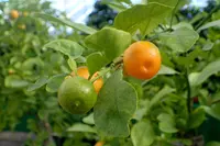 calamondin (Citrus × microcarpa) plant