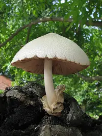 Silky Rosegill (Volvariella bombycina) plant