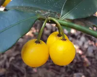lemon drop mangosteen