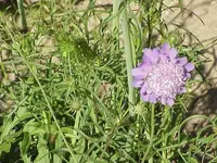 dove pincushions (Scabiosa columbaria) plant