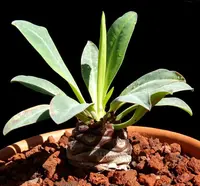 Euphorbia bupleurifolia indoor