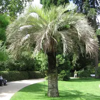 South American Jelly Palm
