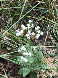 hammock snakeroot
