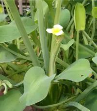 yellow velvetleaf