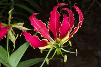 flame lily
