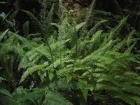 Deer Fern (Blechnum spicant) plant