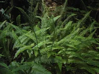 Deer Fern