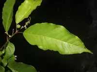 Croton schiedeanus