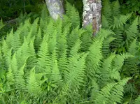 eastern hayscented fern