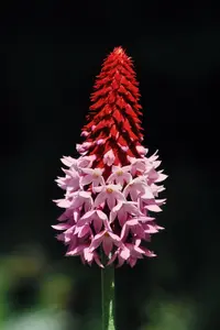 Orchid Primrose