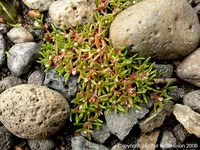 water pygmyweed