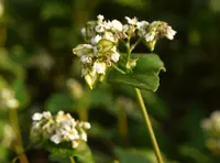 Common Buckwheat