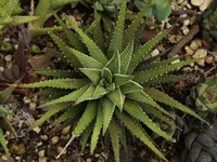 Fasciated haworthia