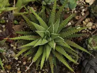 Fasciated haworthia