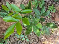 droopy leaf (Aglaia elaeagnoidea) plant