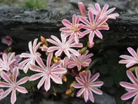Lewisia cotyledon flowers