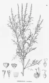 slimleaf bur ragweed