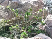 Kudu lily