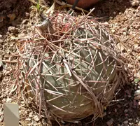 turk's head cactus