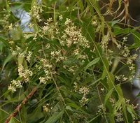 Neem Tree Identification Guide