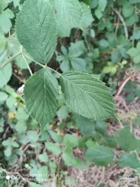 Rubus leyanus