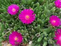 Delosperma cooperi flower