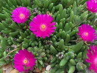 Delosperma cooperi flower