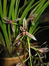Day's Cymbidium
