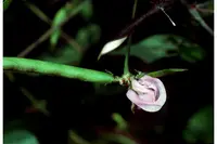 amberique-bean