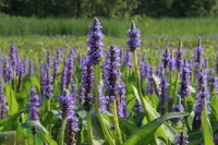 pickerelweed