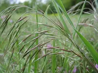 Drooping Brome