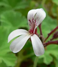 apple geranium