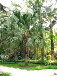 Chinese fan palm