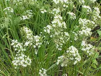 Chinese chives