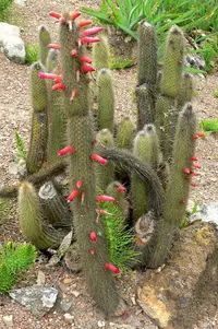 Cleistocactus hyalacanthus