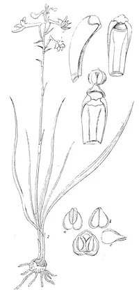 Anthogonium (Anthogonium gracile) plant