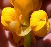 Candle Bush