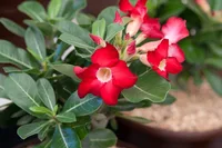Desert Rose (Adenium obesum) plant