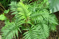 Chamaedorea elegans leaf