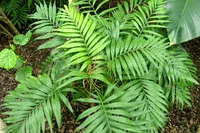 Chamaedorea elegans leaf