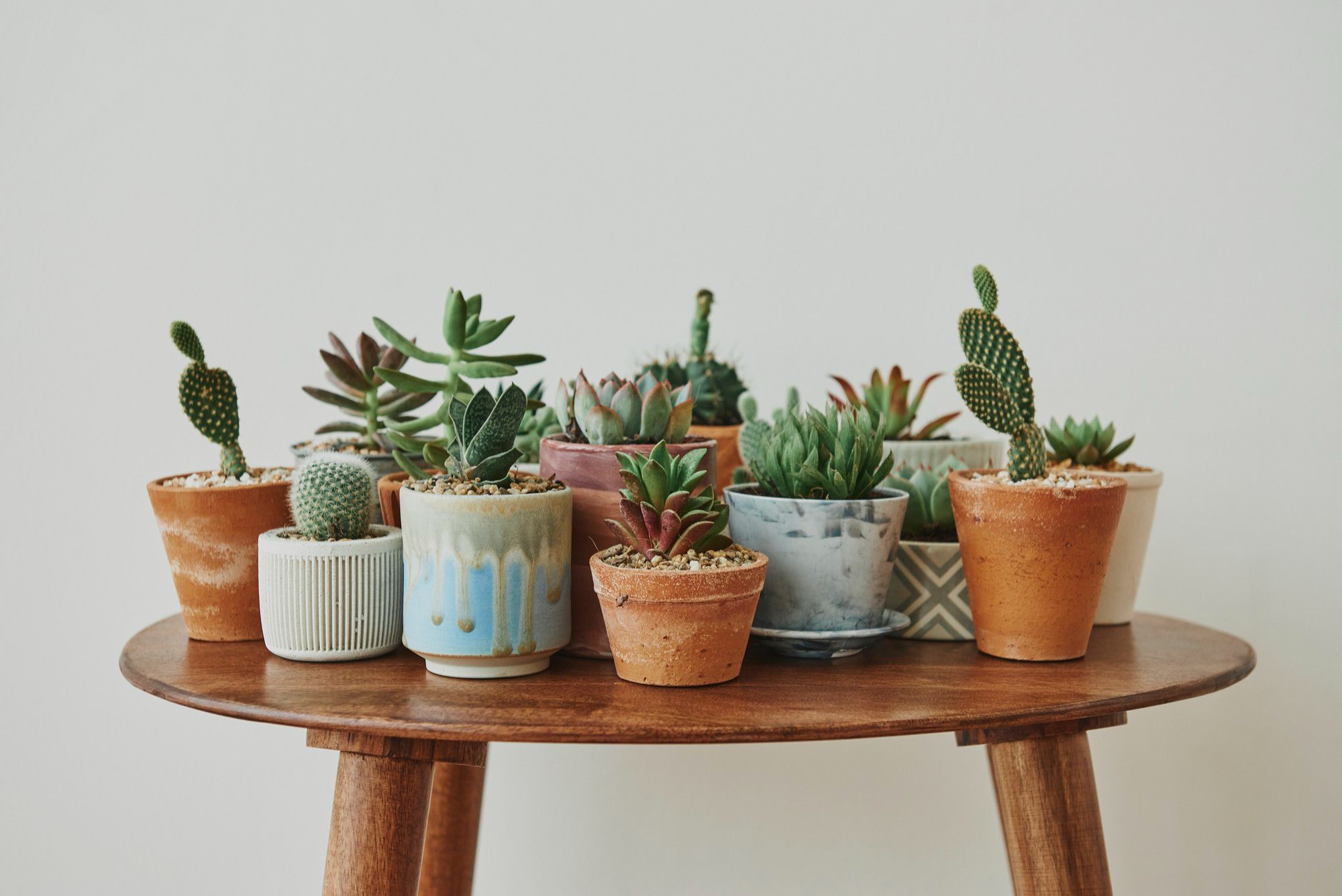 Small and Slow-Growing Plants