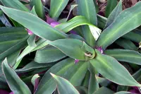 Tradescantia spathacea leaves