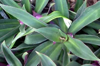 Tradescantia spathacea leaves
