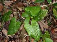 Philodendron ornatum