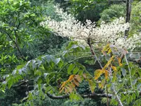 Aralia decaisneana