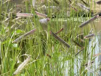 needle grama