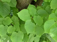 Common Lime