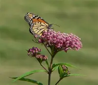 Swamp milkweed