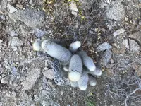 Cochemiea albicans (Cochemiea albicans) plant